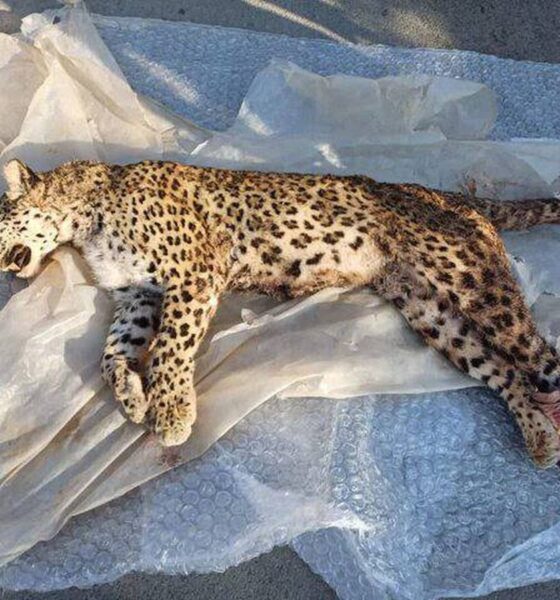 پیدا شدن لاشه یک فرد پلنگ ایرانی در ارتفاعات اسفراین+ عکس