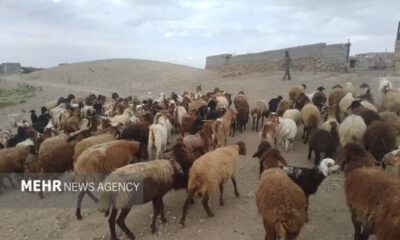 چرای زودهنگام در مراتع سمنان ممنوع؛ مجازات متخلفان با ابطال پروانه