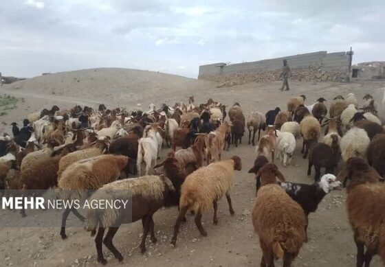 چرای زودهنگام در مراتع سمنان ممنوع؛ مجازات متخلفان با ابطال پروانه