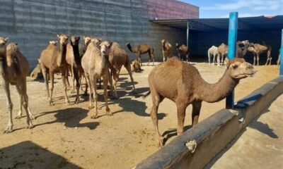 گزارش|جهش شترداری در شاهرود؛ استفاده بهینه از اقلیم خشک و مراتع فقیر