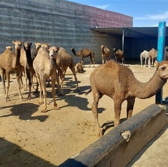 گزارش|جهش شترداری در شاهرود؛ استفاده بهینه از اقلیم خشک و مراتع فقیر