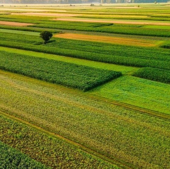 ‌گلستان 38 روز از غذای کشور را تامین می‌کند