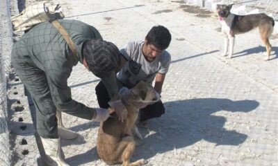 ۲۷ هزار قلاده سگ برای بیماری هاری در مازندران واکسیناسیون شد