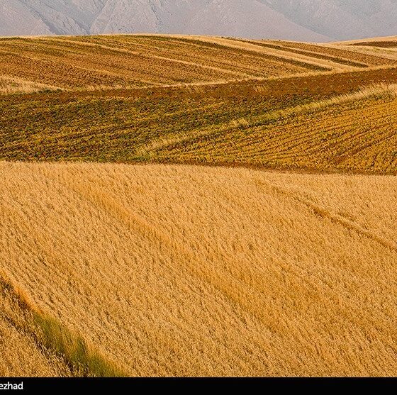 اعلام نرخ 49500 تومانی برای گندم/ آغاز برداشت در مناطق جنوبی لرستان