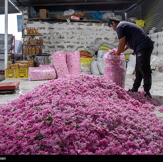 افزایش 20 درصدی تولید گل محمدی/گلاب خراسان شمالی یا کاشان؟