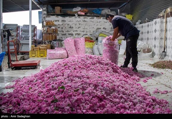 افزایش 20 درصدی تولید گل محمدی/گلاب خراسان شمالی یا کاشان؟