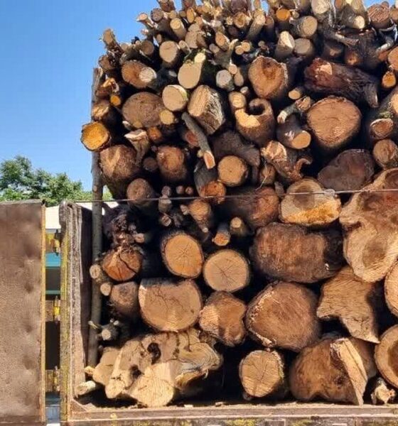 جزئیات شناسایی و انهدام باند قاچاق چوب با دوربین تله‌ای در استان مازندران