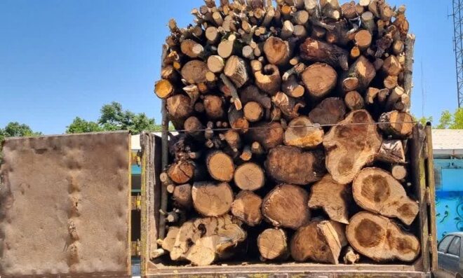 جزئیات شناسایی و انهدام باند قاچاق چوب با دوربین تله‌ای در استان مازندران