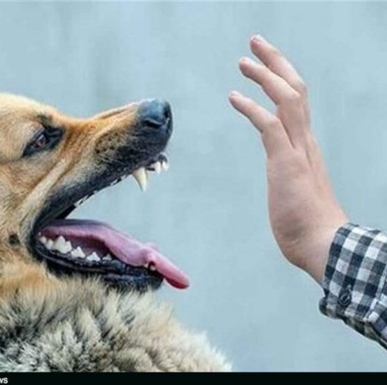 جولان سگ‌های ولگرد و تهدید آرامش شهروندان سنندجی+تصاویر