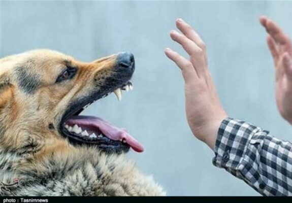 جولان سگ‌های ولگرد و تهدید آرامش شهروندان سنندجی+تصاویر