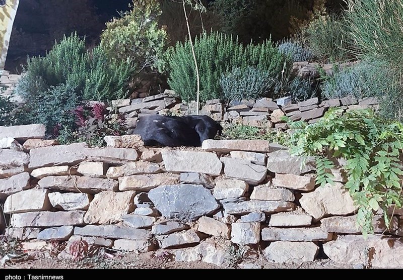 اخبار سنندج , فرماندار سنندج , استان کردستان , اخبار استان کردستان , سگ‌های ولگرد , 