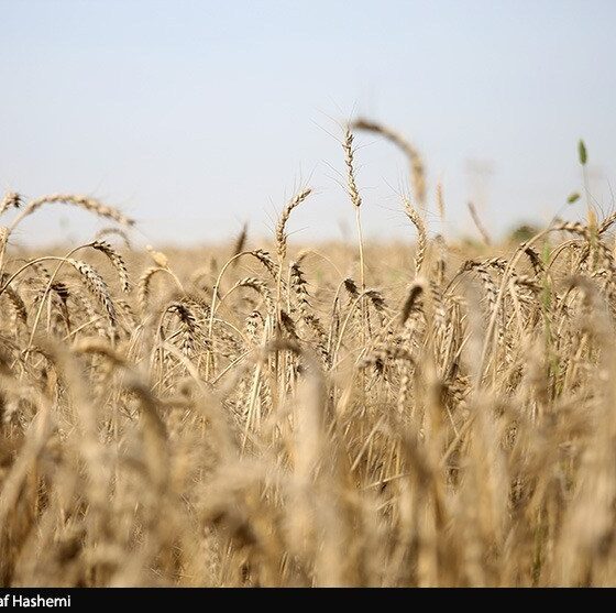 دلالان در کمین گندم طلایی گلستان