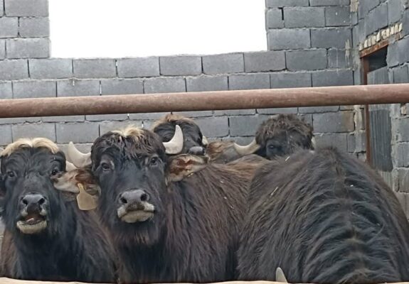روایت احیای گاومیش‌داری در شمال/ بازگشت غول‌های آرام به میانکاله