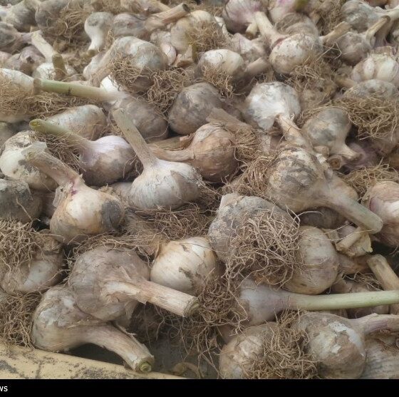 روستایی که با سیر نفس می‌کشد؛ «اَتو» و داستان یک برند موفق