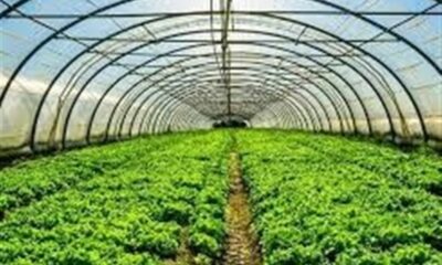 روستایی که زنانش اقتصاد را دوباره نوشتند/ در میارکلا چه خبر است؟