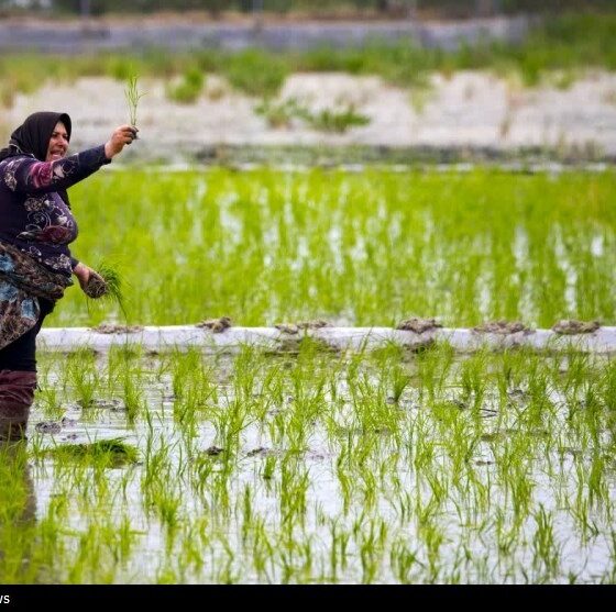 زنگ خطر برای برنج ایرانی/ روایت تلخ شالیکارانی که برای بقا می‌جنگند