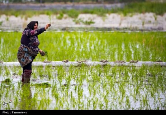 زنگ خطر برای برنج ایرانی/ روایت تلخ شالیکارانی که برای بقا می‌جنگند