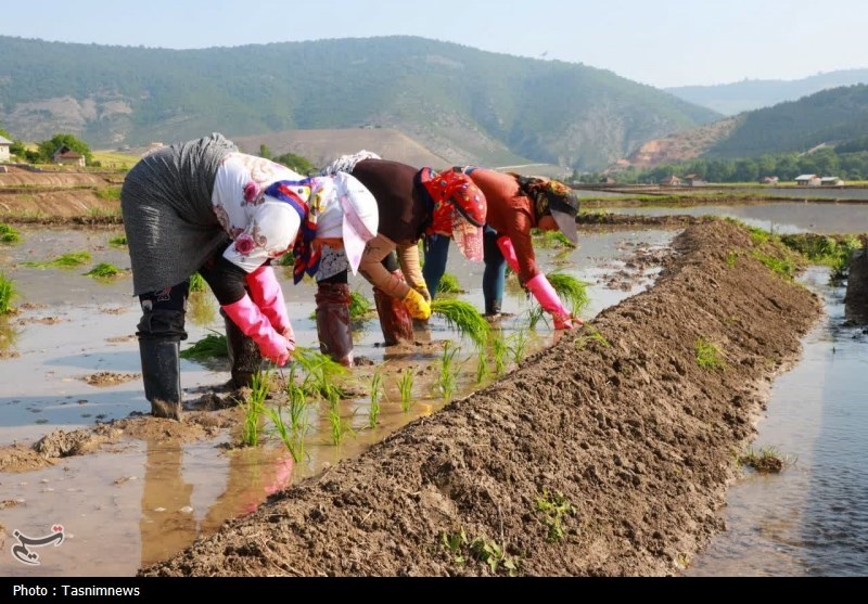 زنگ خطر برای برنج ایرانی/ روایت تلخ شالیکارانی که برای بقا میجنگند اخبار استان مازندران , اخبار ساری ,