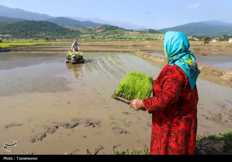 زنگ خطر برای برنج ایرانی/ روایت تلخ شالیکارانی که برای بقا میجنگند اخبار استان مازندران , اخبار ساری ,