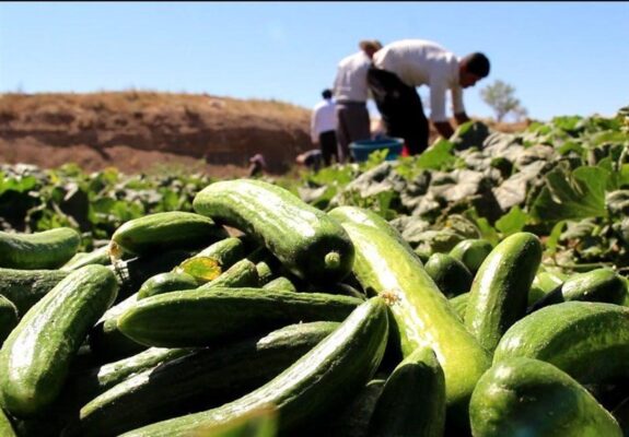 «طلای سبز» بادرود روانه بازار شد؛ برداشت 1000 تن خیار از مزارع بادرود «طلای سبز» بادرود روانه بازار شد؛ برداشت 1000 تن خیار از مزارع بادرود