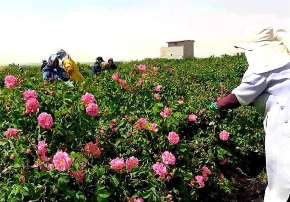 عطر گل محمدی در دامغان پیچید؛ پیش‌بینی برداشت 160 تن محصول