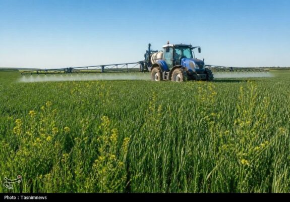 فرمانروایی «آفت و علف هرز مهاجم» ‌در مزارع طلایی؛ هجوم سن گندم!
