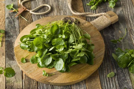 سبزی شاهی فواید شاهی