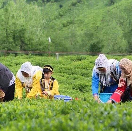 هر خانوار ایرانی سالانه چقدر «چای» مصرف می‌کند؟