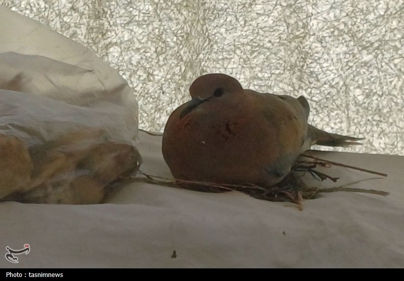 اخبار سنندج , اخبار استان کردستان , 