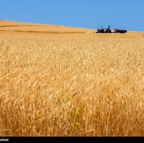 پیش‌بینی خرید 10 میلیون تن گندم در ایران
