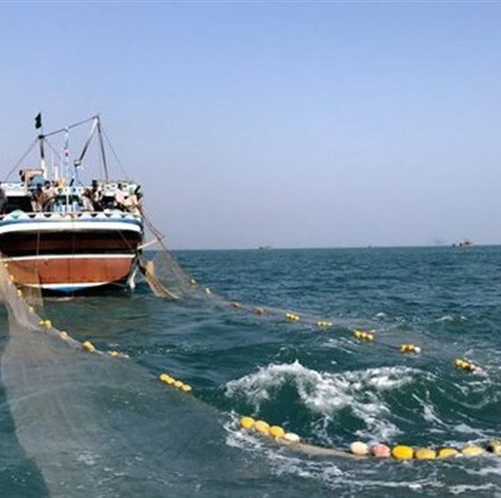 کشف 4.5 تُن ماهی ساردین فاقد مجوز در سواحل جنوبی استان بوشهر