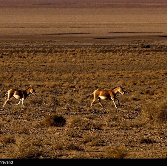 گورخر ایرانی هنوز برای بقا می‌جنگد