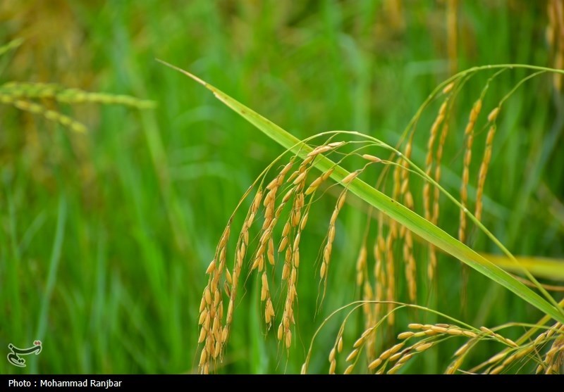 اخبار استان مازندران , اخبار ساری , نظام مسائل استان , نظام مسائل استان مازندران , 