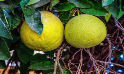 میوه‌ای که خاصیت ضدویروسی و ضدالتهابی دارد