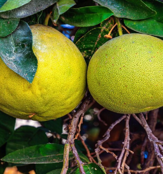میوه‌ای که خاصیت ضدویروسی و ضدالتهابی دارد