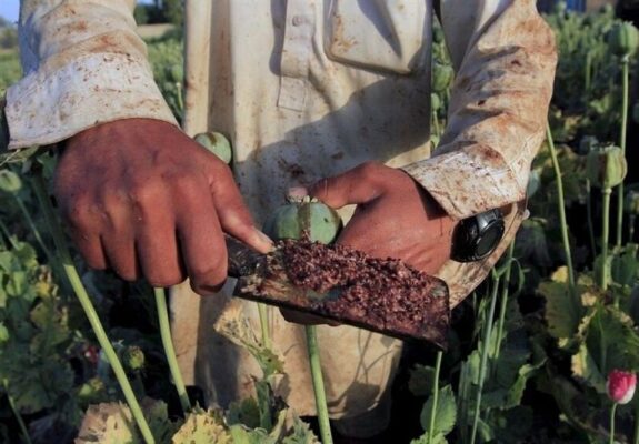 کشت خشخاش در تهران ناچیز است/ عمده کشت در غرب و شمال‌غرب کشور