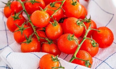 گوجه فرنگی را تاکنون اشتباه نگهداری می کردیم!/ روش نگهداری گوجه فرنگی در فریزر