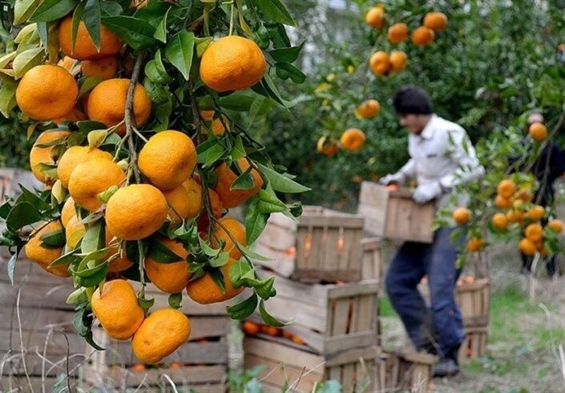 طغیان مگس مدیترانه در باغات شمال/مگس میوه به جان مرکبات افتاد اخبار استان مازندران , اخبار بابل ,