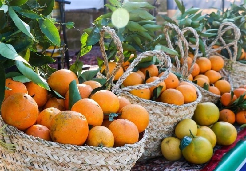 طغیان مگس مدیترانه در باغات شمال/مگس میوه به جان مرکبات افتاد اخبار استان مازندران , اخبار بابل ,