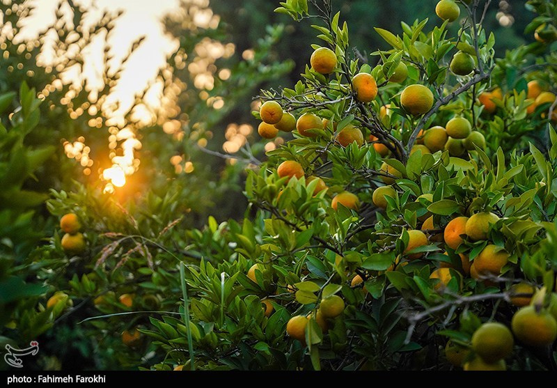 طغیان مگس مدیترانه در باغات شمال/مگس میوه به جان مرکبات افتاد اخبار استان مازندران , اخبار بابل ,