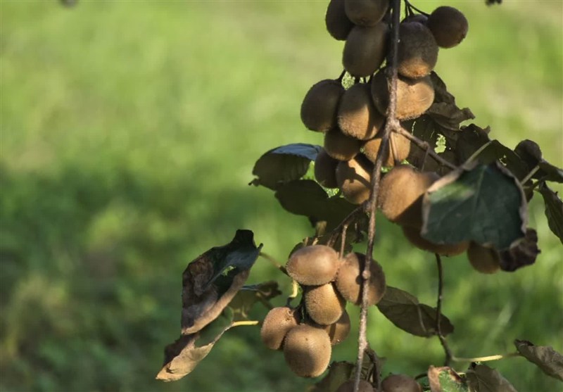 طغیان مگس مدیترانه در باغات شمال/مگس میوه به جان مرکبات افتاد اخبار استان مازندران , اخبار بابل ,