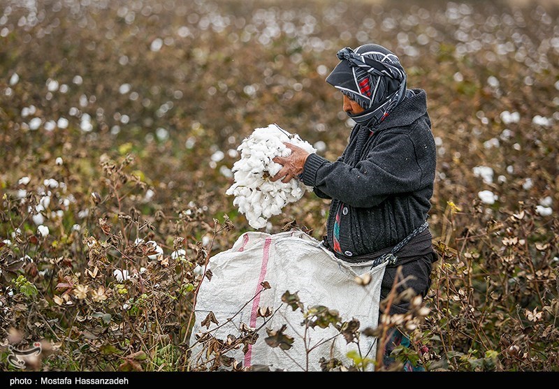 مرگ تدریجی یک محصول راهبردی/ سقوط آزاد پنبه/چه بر سر «طلای سفید» آمد؟ اخبار استان گلستان , کشاورزی , نظام مسائل استان گلستان , نظام مسائل استان ,