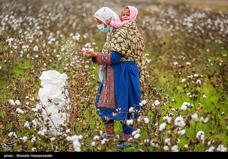 مرگ تدریجی یک محصول راهبردی/ سقوط آزاد پنبه/چه بر سر «طلای سفید» آمد؟ اخبار استان گلستان , کشاورزی , نظام مسائل استان گلستان , نظام مسائل استان ,